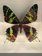 Opgezette vlinder in lijst 16 x 16 cm