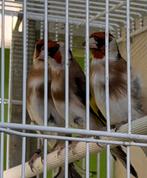 Kleine putters 2025 Parva/Anatolia, Meerdere dieren, Wildzangvogel, Geringd