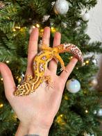 Bell albino luipaardgekko’s (pet only), Dieren en Toebehoren, Reptielen en Amfibieën, Hagedis, Tam, 0 tot 2 jaar