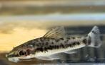 Hobbyaquarium Otocinclus Vittatus/dwergalgeneters  AKTIE, Vis, Zoetwatervis, Schoolvis