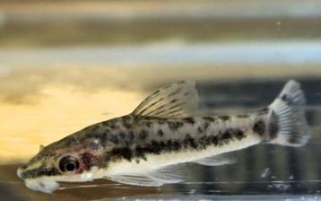 Hobbyaquarium Otocinclus Vittatus/dwergalgeneters   beschikbaar voor biedingen