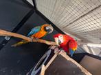 Koppel aras geelvleugel x harlekijn, Dieren en Toebehoren, Meerdere dieren, Papegaai, Geringd