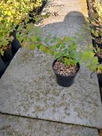 Sneeuwbes planten, Symphoricarpos bodembedekkers, Overige soorten, Vaste plant, Ophalen of Verzenden, Halfschaduw