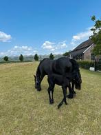Mooie lieve friese STER merrie zoekt een gouden stal., Merrie, Gechipt, 11 jaar of ouder, Recreatiepaard