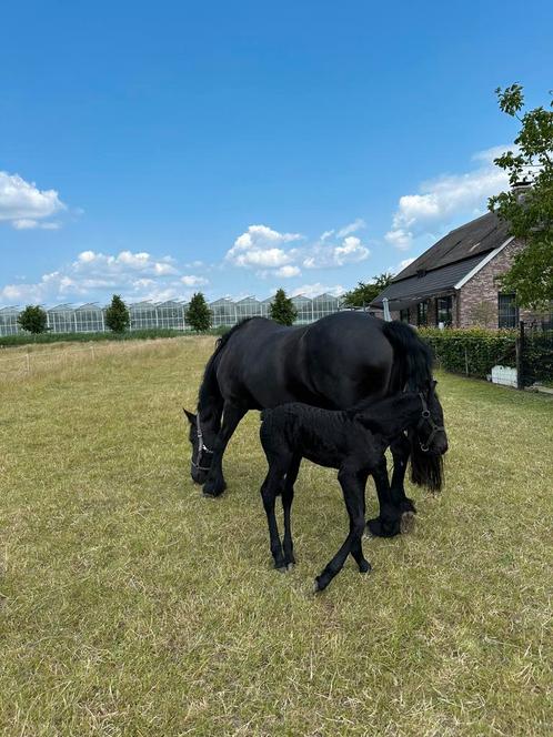 Mooie lieve friese STER merrie zoekt een gouden stal., Dieren en Toebehoren, Paarden, Merrie, 165 tot 170 cm, 11 jaar of ouder
