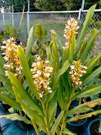 Hedychium soorten knollen, Ophalen of Verzenden, Overige soorten, Volle zon