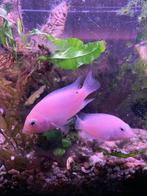 witte Amatitlania nigrofasciata, zebra cichlide, M-Amerika, Vis