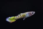 Tijger Endler guppy per paar - Koidream Valburg, Dieren en Toebehoren, Vissen | Aquariumvissen, Vis