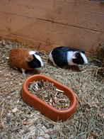 3 jonge driekleur beertjes, Dieren en Toebehoren, Knaagdieren, Cavia, Augustus, Mannelijk, Tam