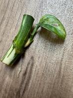 Monstera Adansonii Albo Variegata stekje met actieve wortels, Huis en Inrichting, Kamerplanten, Ophalen of Verzenden, Overige soorten