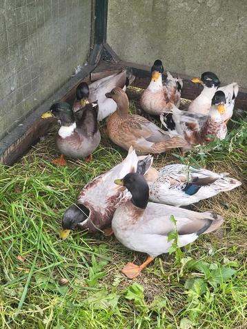 Te koop kwakertjes  beschikbaar voor biedingen
