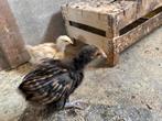 Goud zwart gezoomde orpington kuikens, Dieren en Toebehoren, Pluimvee, Geslacht onbekend, Kip