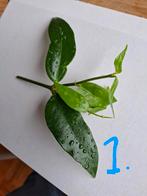 Hoya acuminata stekjes, Ophalen, Overige soorten, Minder dan 100 cm