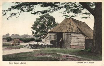 Ons Eigen Land, Schapen op de Heide (1912) Ansichtkaart beschikbaar voor biedingen
