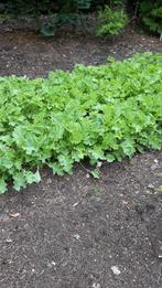 Boerenkoolplanten 25 voor €5, Tuin en Terras, Planten | Tuinplanten, Ophalen, Volle zon, Groenteplanten, Eenjarig