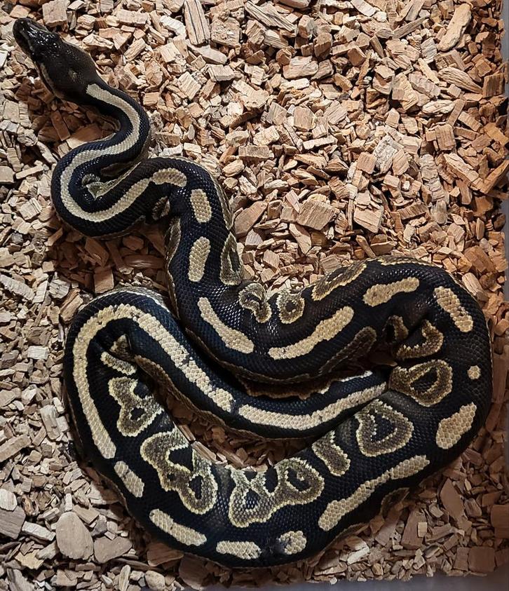 Koningspython/ballpython, Dieren en Toebehoren, Reptielen en Amfibieën, Slang, 0 tot 2 jaar