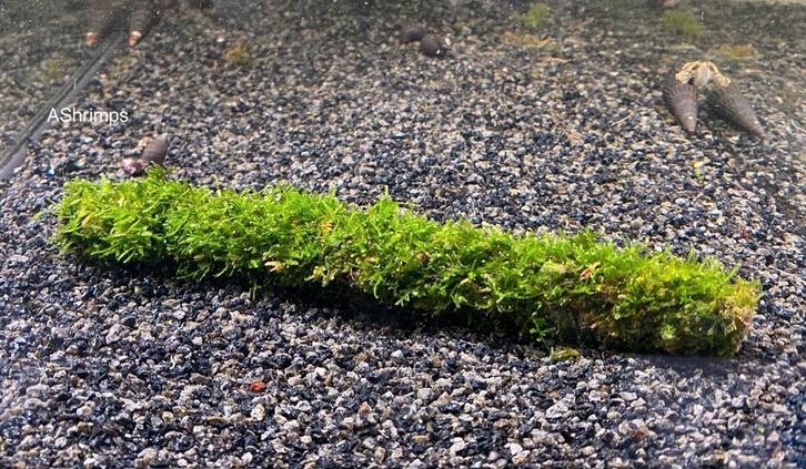 Javamos op bamboestok, Dieren en Toebehoren, Vissen | Aquaria en Toebehoren, Nieuw, Plant(en), Steen of Hout, Ophalen of Verzenden