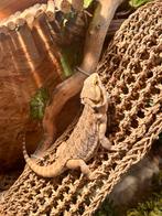 Jongvolwassen baardagaam inclusief imposant terrarium, Dieren en Toebehoren, Reptielen en Amfibieën, 0 tot 2 jaar, Hagedis