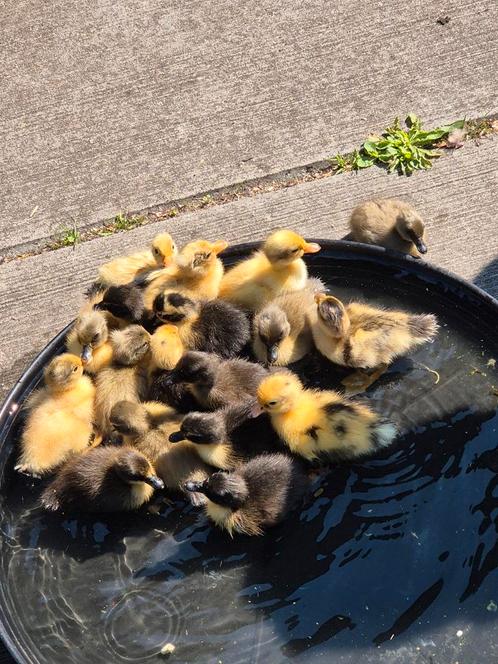 Jonge eendjes, Dieren en Toebehoren, Pluimvee, Kip