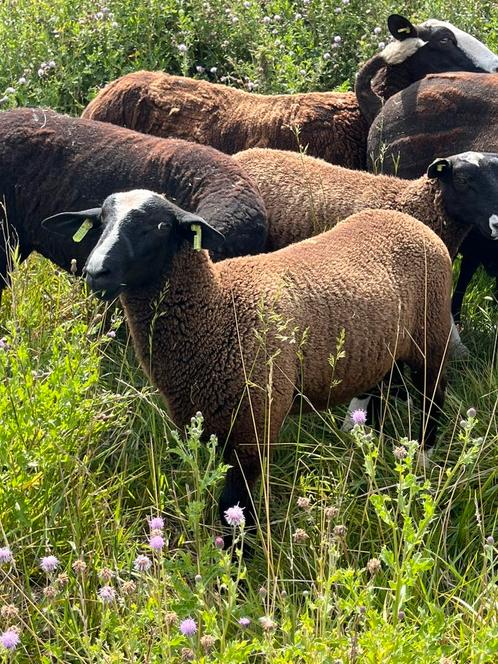 Zwartbles ram lammeren, Dieren en Toebehoren, Schapen, Geiten en Varkens, Schaap, Mannelijk