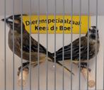 Groene kardinalen, Dieren en Toebehoren, Vogels | Overige Vogels, Meerdere dieren, Geringd