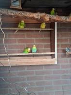 Engelse parkieten, Dieren en Toebehoren, Vogels | Parkieten en Papegaaien, Meerdere dieren, Parkiet