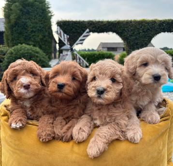 Labradoodle pups medium beschikbaar voor biedingen