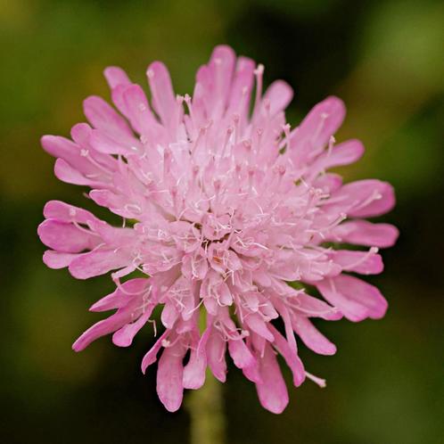 Zaden beemdkroon (Knautia arvensis) – inheems, Tuin en Terras, Bloembollen en Zaden, Zaad, Voorjaar, Volle zon, Ophalen of Verzenden