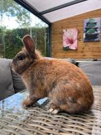Liefdevol huisje gezocht voor konijn, Dieren en Toebehoren, Konijnen, Mannelijk, Klein, 0 tot 2 jaar