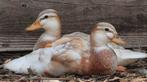 Eenden kuikens; Hollandse Kwakers, Dieren en Toebehoren, Meerdere dieren, Eend