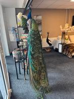 Mega grote opgezette pauw lengte 205cm !! XXL staart, Verzamelen, Dierenverzamelingen, Ophalen of Verzenden, Wild dier, Opgezet dier