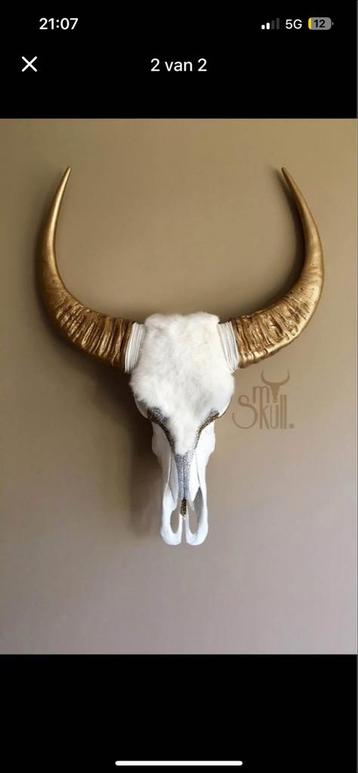 Skull schedel met gouden hoorns beschikbaar voor biedingen