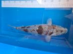 Ochiba Hirasawa Female Nisai 40/45 cm, Dieren en Toebehoren, Vissen | Vijvervissen, Karper of Koi