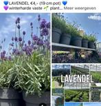 Lavendel €4,- (19 cm pot), Ophalen, Volle zon, Vaste plant, Kruiden