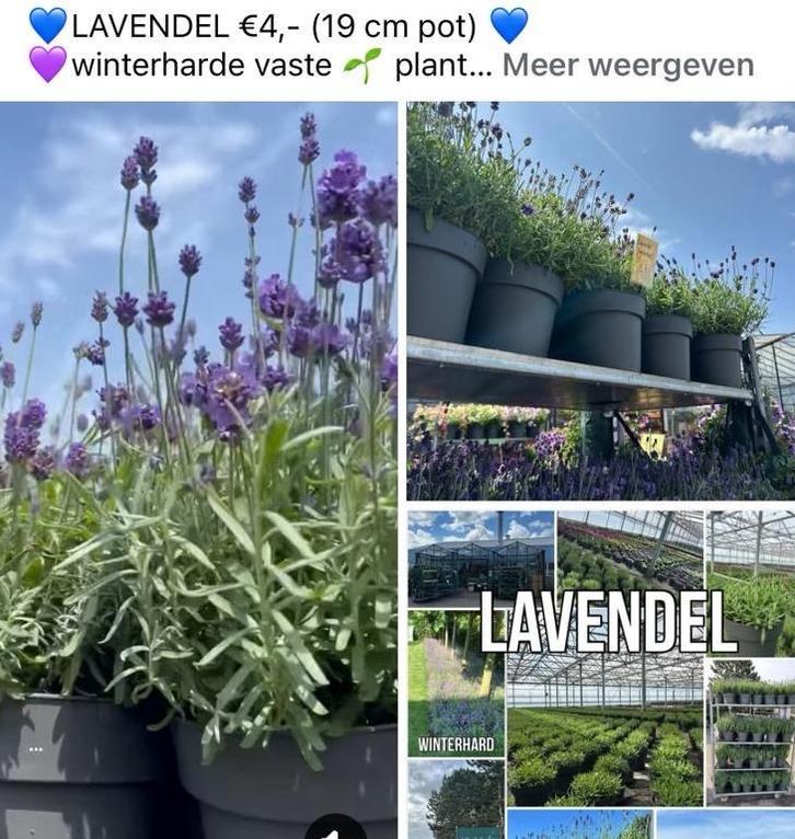 Lavendel €4,- (19 cm pot), Tuin en Terras, Planten | Tuinplanten, Vaste plant, Kruiden, Volle zon, Zomer, Ophalen