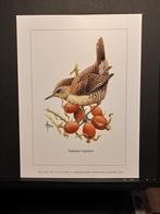 Winterkoninkje - Buzin - prent kunst  afmeting  18 x 24 cm, Verzenden, 1980 tot heden, Zo goed als nieuw, Dier