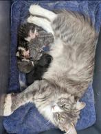 kittens, kruising Siberische kat, Dieren en Toebehoren, Katten en Kittens | Raskatten | Langhaar, Poes, Ontwormd