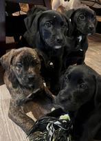 Cane corso kruising labradoodle, Dieren en Toebehoren, Honden | Niet-rashonden, Meerdere, Meerdere dieren, Middel, Nederland