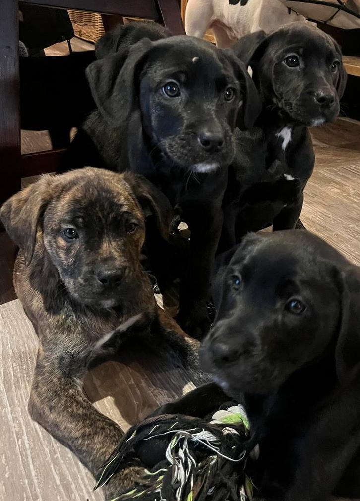 Cane corso kruising labradoodle, Dieren en Toebehoren, Honden | Niet-rashonden, Middel, Meerdere dieren, Particulier, Meerdere