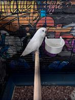 2 mooie grasparkieten, Meerdere dieren