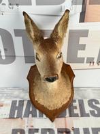 Taxidermie mooie Opgezette Ree kop - Capreolus wandmontage, Ophalen of Verzenden, Zo goed als nieuw, Hert, Gewei of Kop