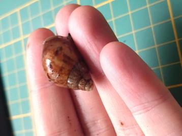 Afrikaanse reuzeslakken babys  beschikbaar voor biedingen