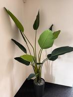 Nep Planten Collectie - Incl. Pot (indien beschikbaar), Huis en Inrichting, Kamerplanten, Overige soorten, In pot, Minder dan 100 cm