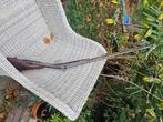 Antiek vrijgesteld percussie jachtgeweer, Antiek en Kunst, Antiek | Overige Antiek, Ophalen of Verzenden