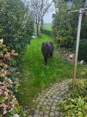Shetlander Hengst 2 jaar oud . beschikbaar voor biedingen