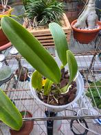 Cattleya Dowiana Aurea, Ophalen of Verzenden, Overige soorten, Volle zon