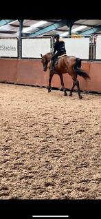 Bijrijd paard gezocht, Ophalen of Verzenden, Rijden