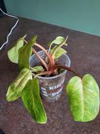 Philodendron Painted Lady, Ophalen of Verzenden, Overige soorten, Minder dan 100 cm