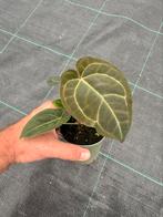 Anthurium ace of spades (hybrid) #3, Ophalen of Verzenden