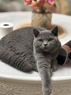Britse korthaar 100%ras zuiver !!, Dieren en Toebehoren, Poes, Gechipt, 0 tot 2 jaar